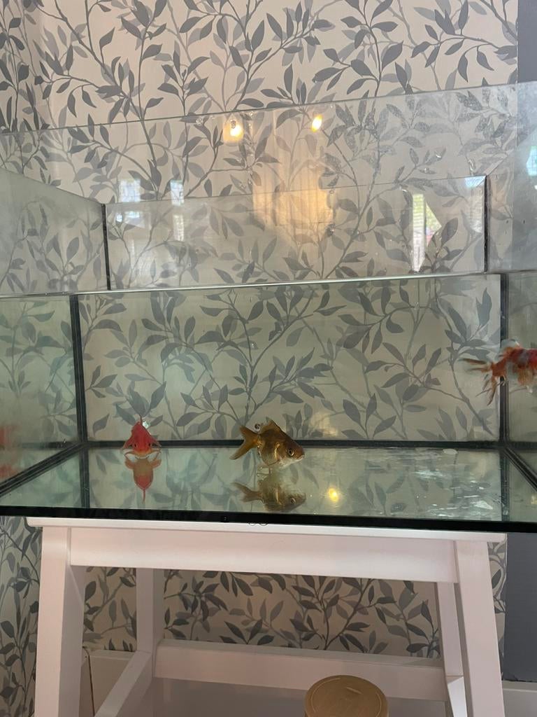 aquarium+decoratie!!!!!( starter set), Ophalen, Gebruikt
