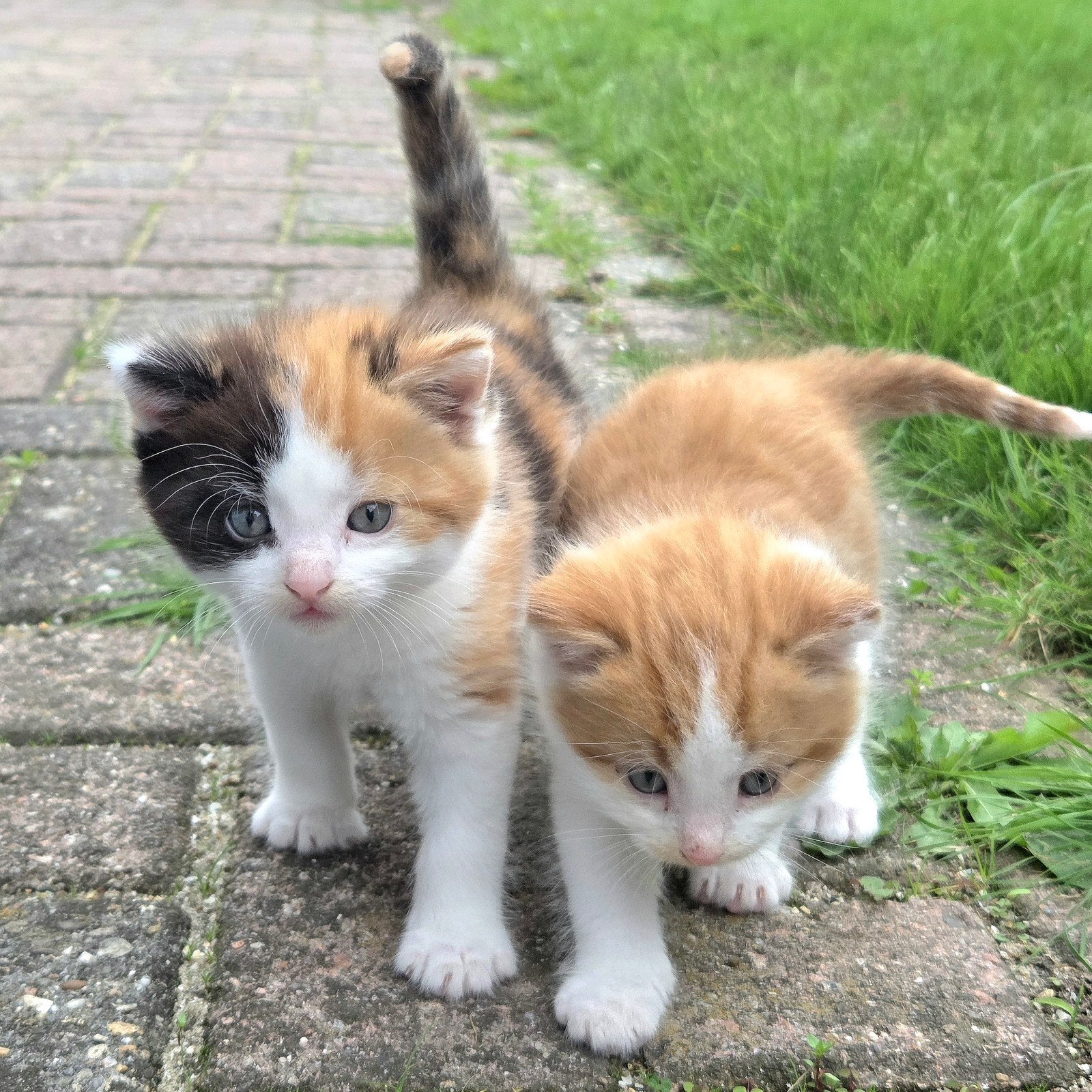 2 Tamme fluffy kittens, Meerdere dieren, Kortharig, 0 tot 2 jaar