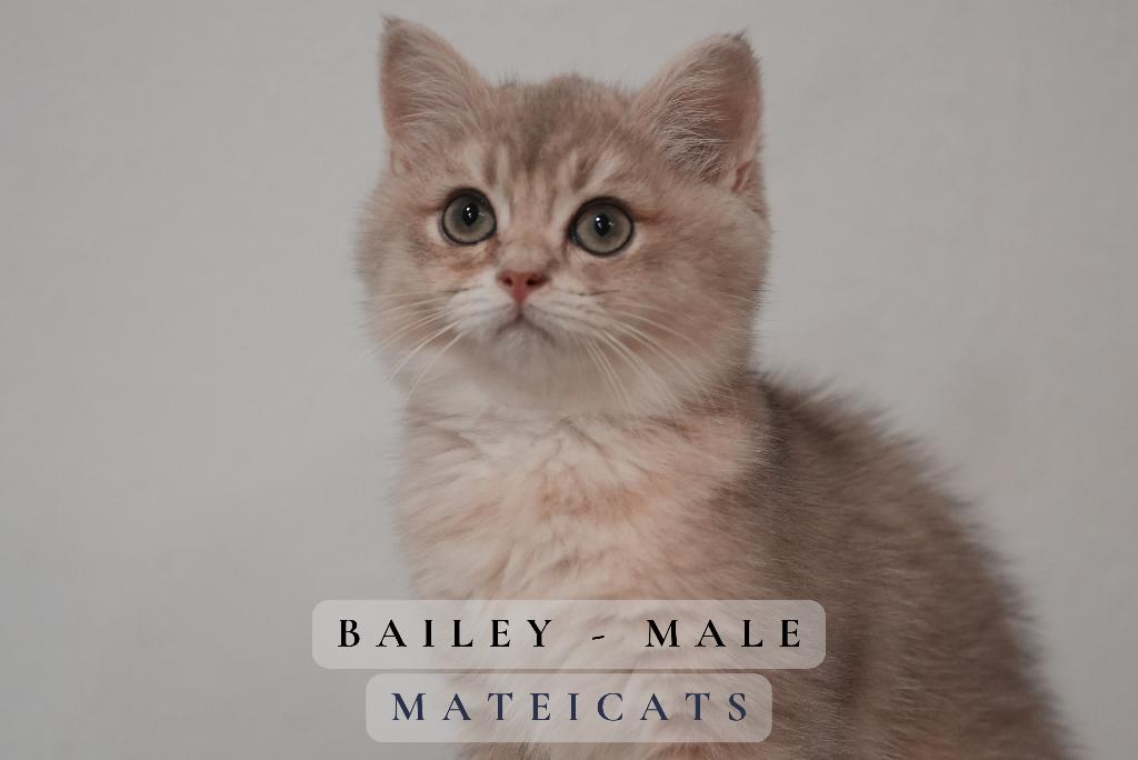 Brits korthaar Black Golden + Point, Dieren en Toebehoren, Katten en Kittens | Raskatten | Korthaar, Meerdere dieren, Met stamboom