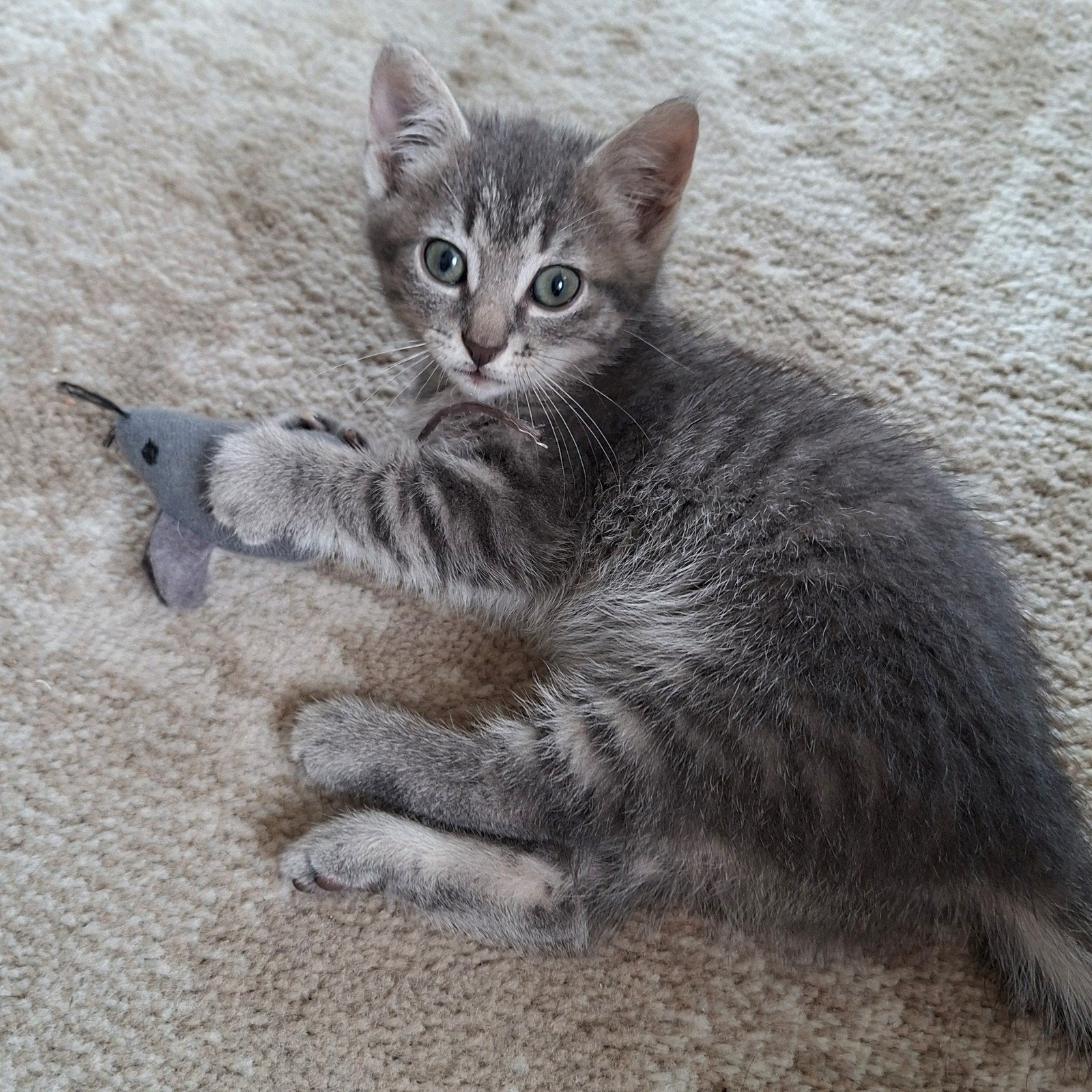 Lieve kitten mix Brits korthaar Europese korthaar, Poes, Kortharig, 0 tot 2 jaar