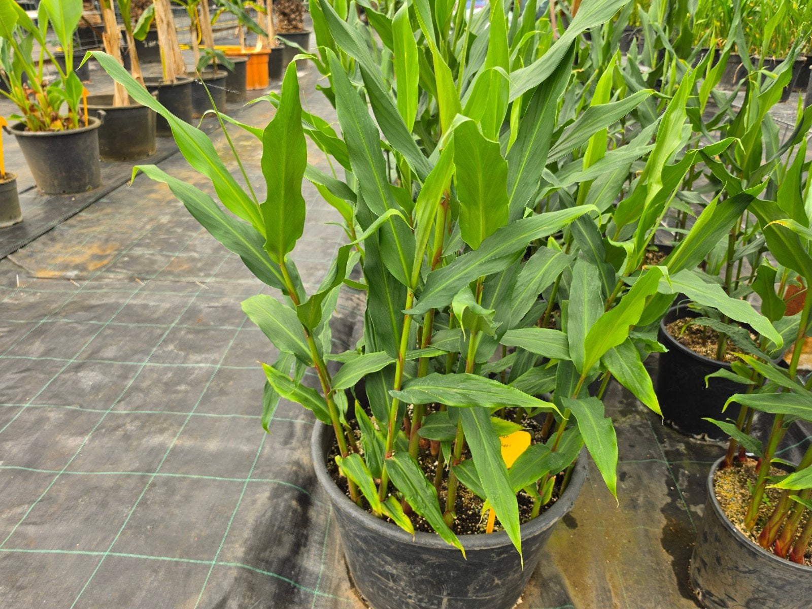 Hedychium cv. Samsheri, Ophalen, Overige soorten, Volle zon