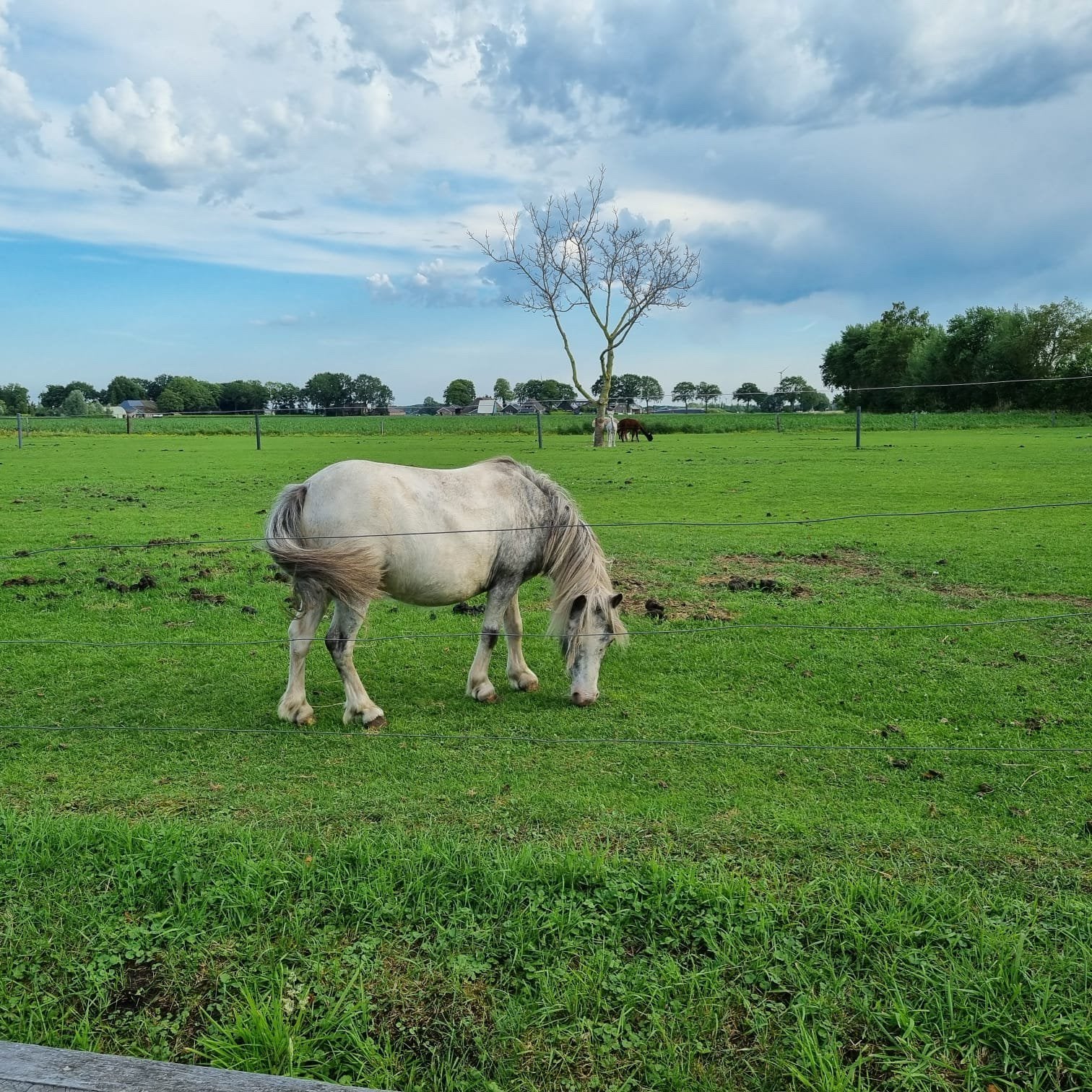Te koop pony’s, Dieren en Toebehoren, Meerdere dieren