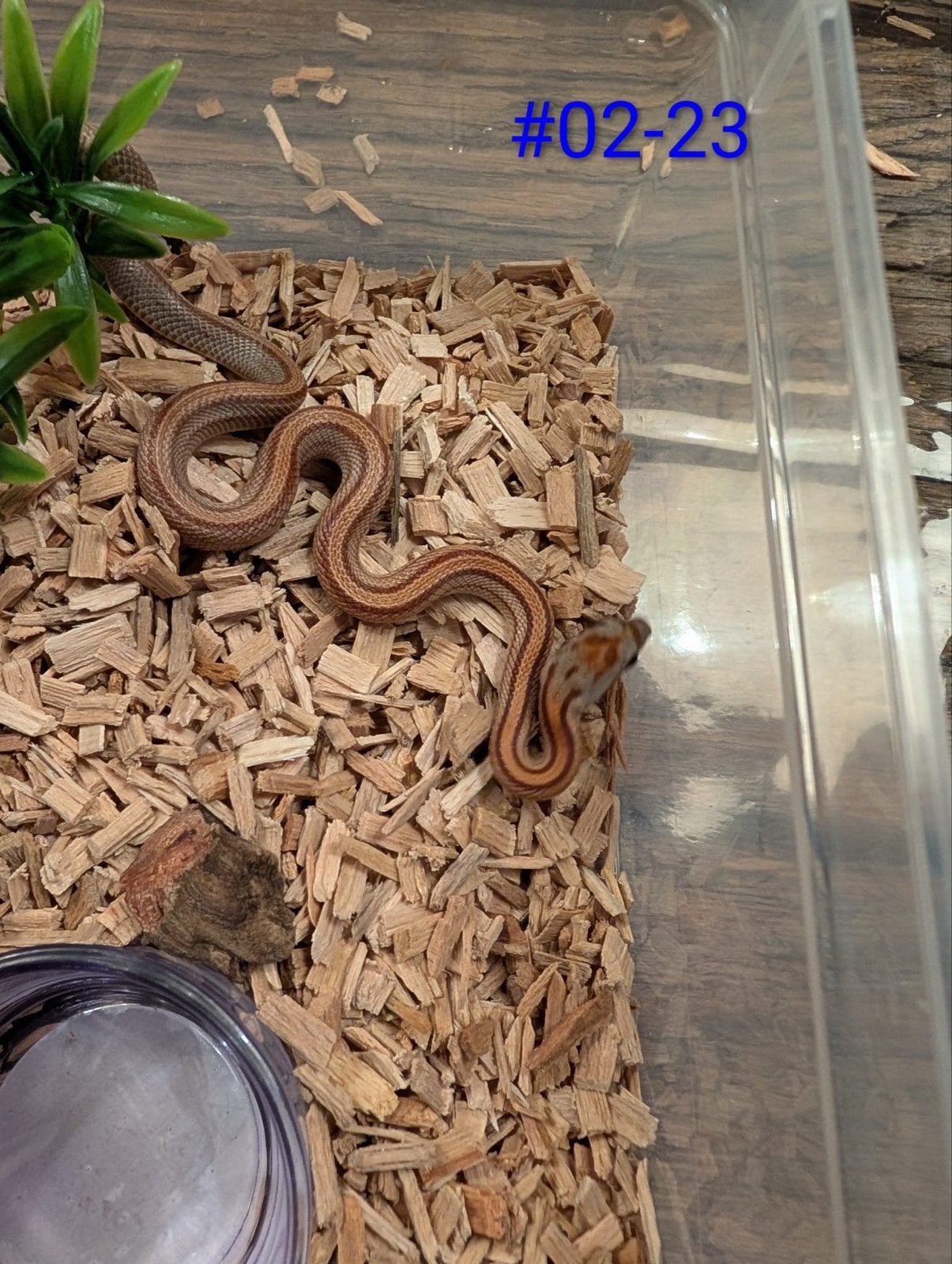 Jonge Diffused Mask rattenslangen Rat Snake photo 5