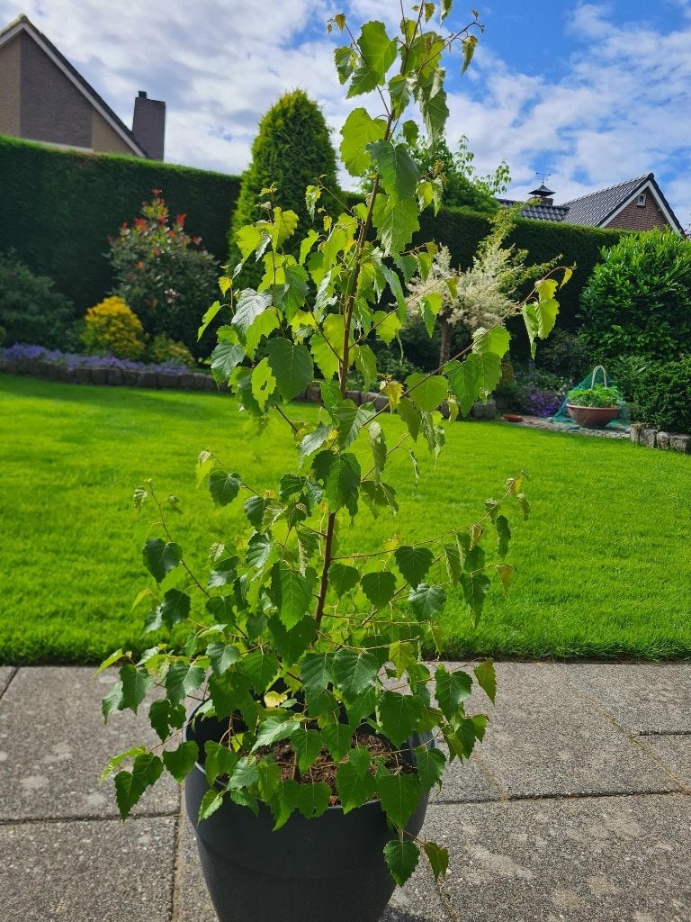 berkenboom (ruwe berk), Tuin en Terras, Planten | Bomen, Bloeit niet, Overige soorten, 100 tot 250 cm, Ophalen