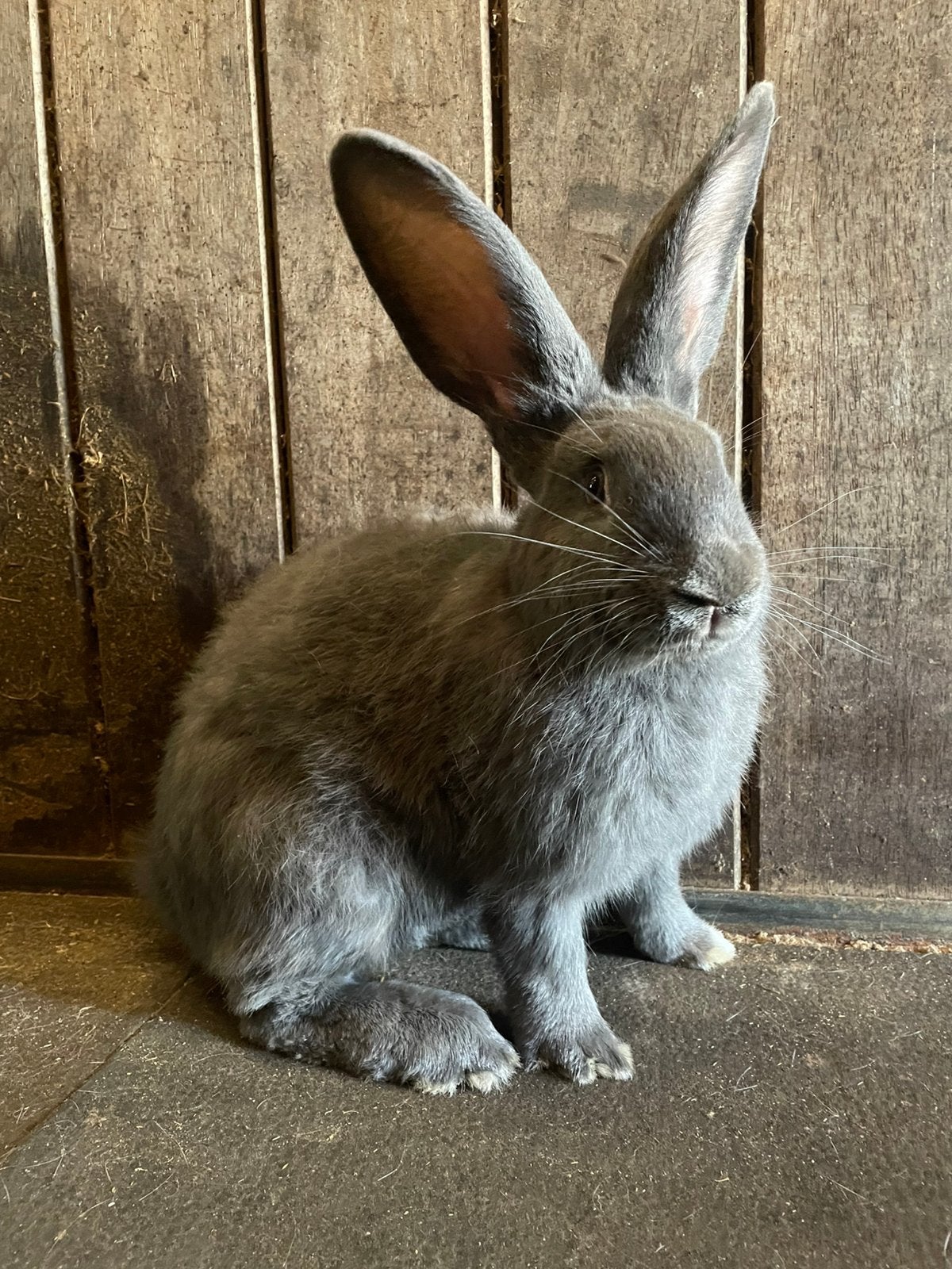 Vlaamse Reuzen, Dieren en Toebehoren, Mannelijk, Groot