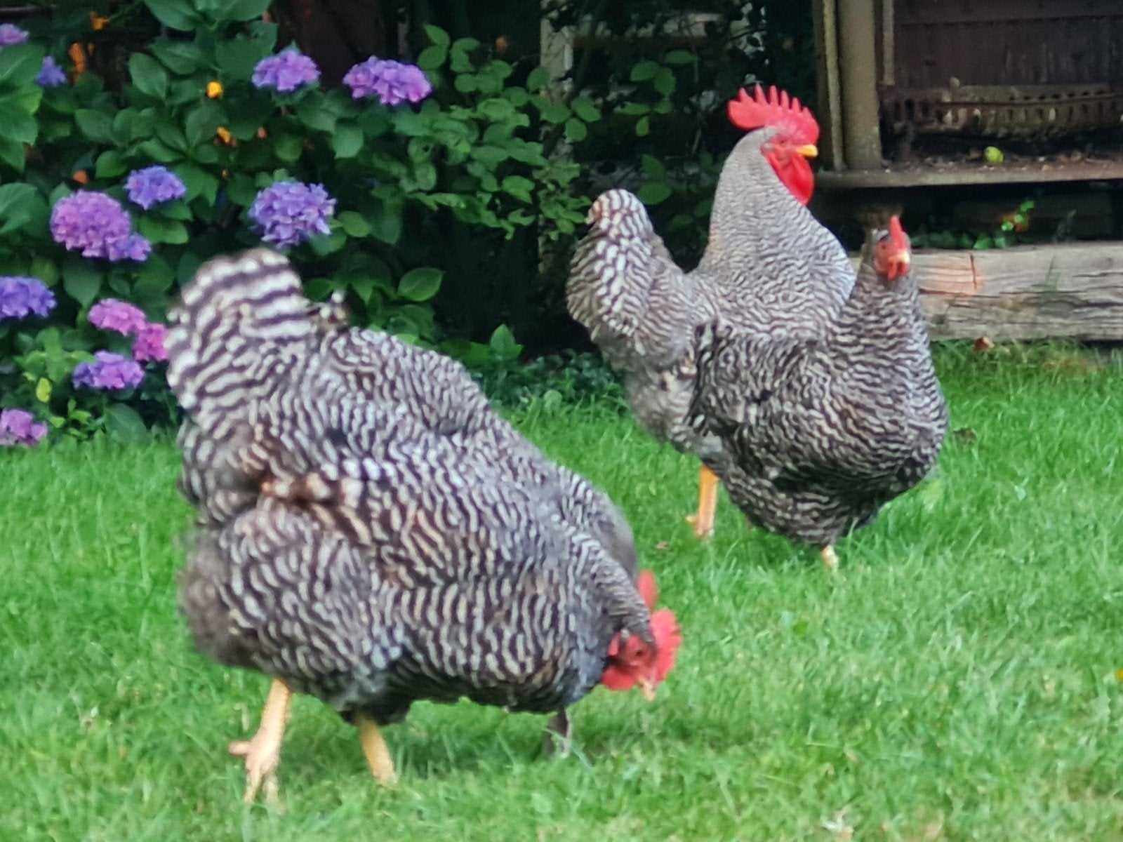 broedeieren Amrock grote soort kippen, Dieren en Toebehoren, Pluimvee, Geslacht onbekend, Kip