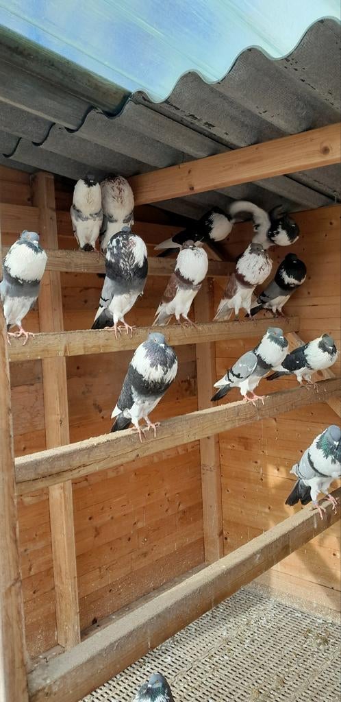 Akener bandkroppers kroppers sierduiven, Dieren en Toebehoren, Vogels | Overige Vogels, Meerdere dieren