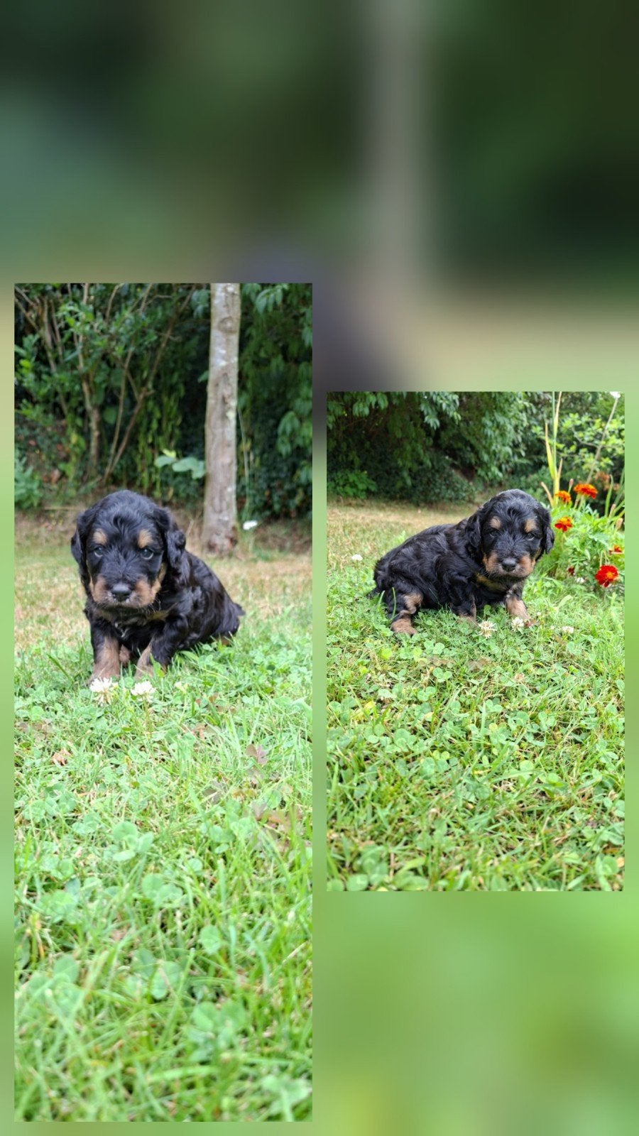 Labradoodle pups., Dieren en Toebehoren, Honden | Niet-rashonden, 8 tot 15 weken, Meerdere, Meerdere dieren, Nederland
