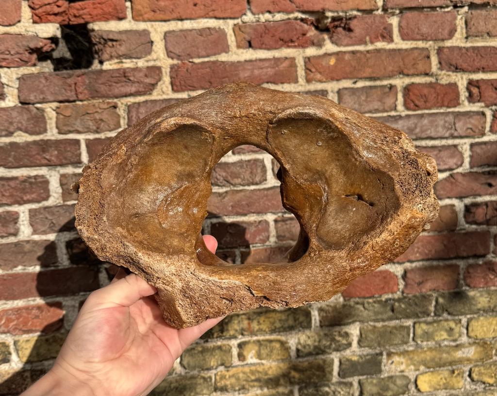 Atlaswervel mammoet fossiel noordzee, Verzamelen, Mineralen en Fossielen, Ophalen of Verzenden, Fossiel