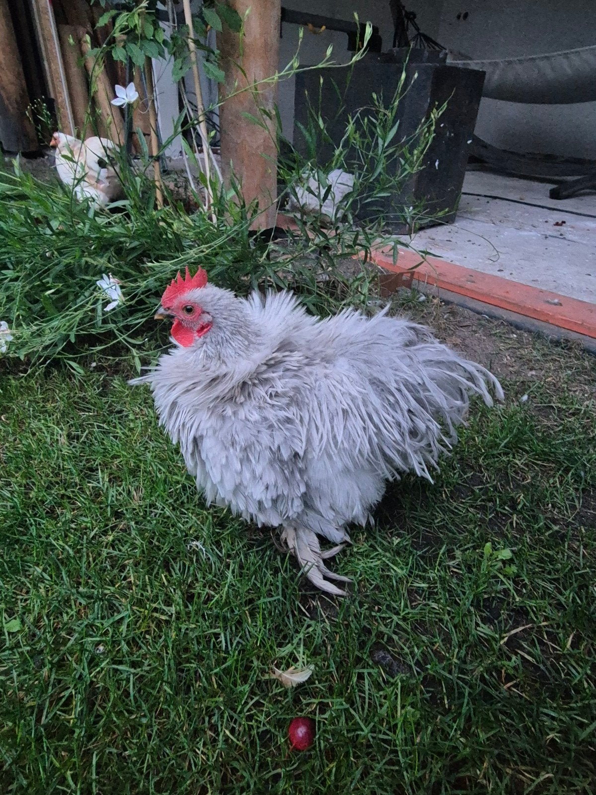 Grijze krulveer cochin kriel haan., Dieren en Toebehoren, Mannelijk, Kip