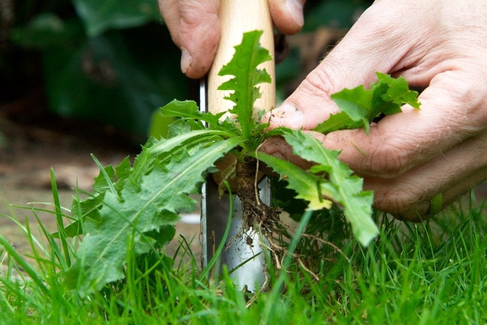 Tuinonderhoud en onkruid wieden, Ophalen, Nieuw