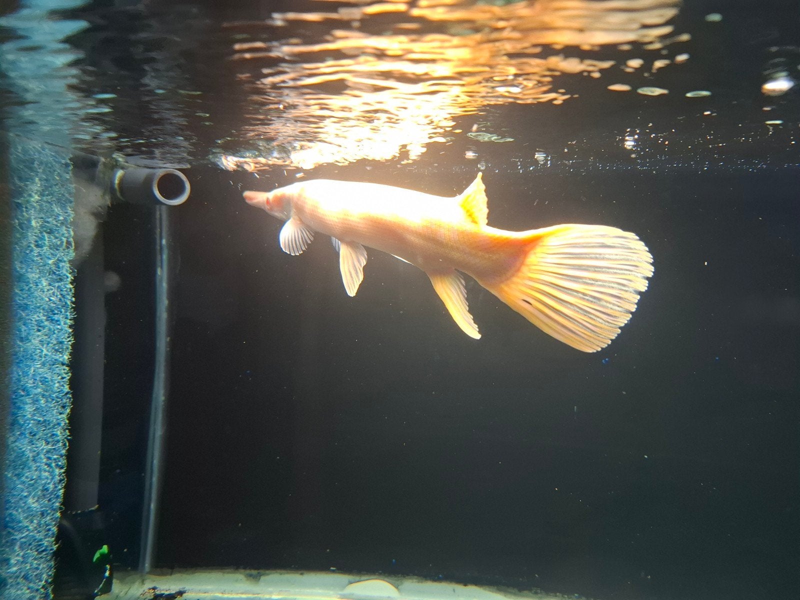 albino aligator gar 35 cm, Dieren en Toebehoren, Vis