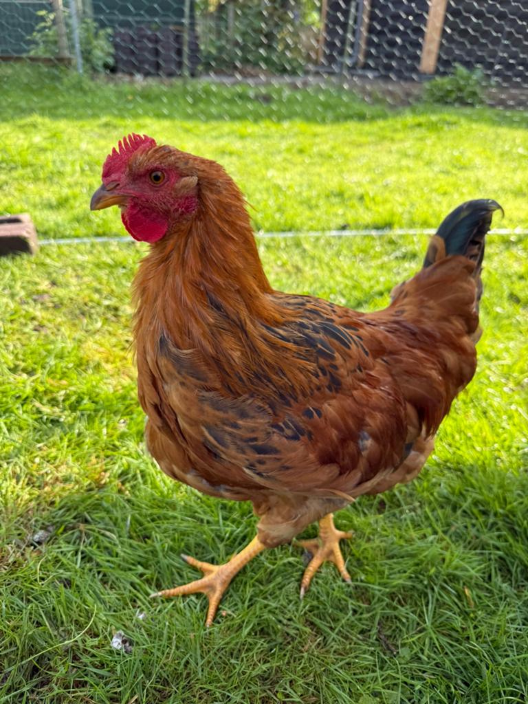 GRATIS Haan 3 maanden oud New Hampshire., Dieren en Toebehoren, Pluimvee, Mannelijk, Kip