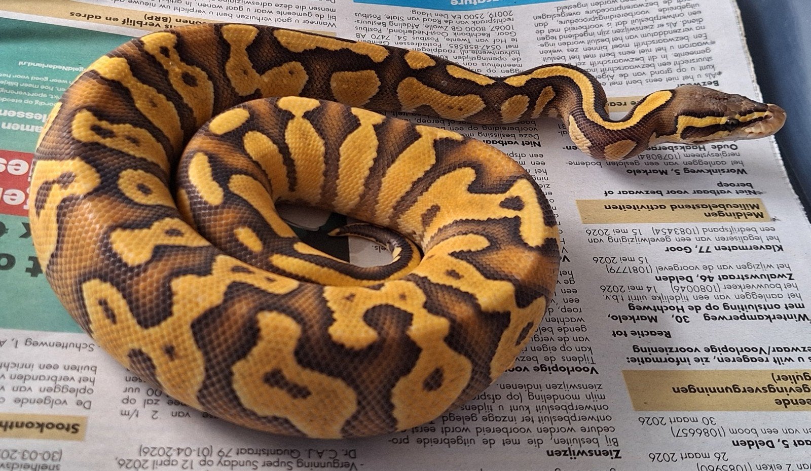 GHI Hypo pastel enchi Ball Python photo 2