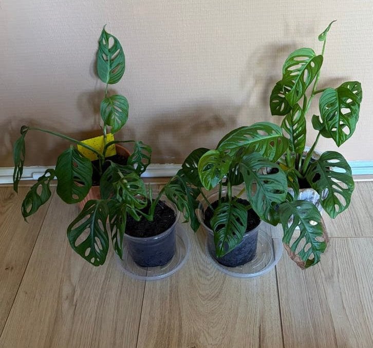 4x Monkey Mask planten – 2 incl. pot, Ophalen, Halfschaduw, Minder dan 100 cm