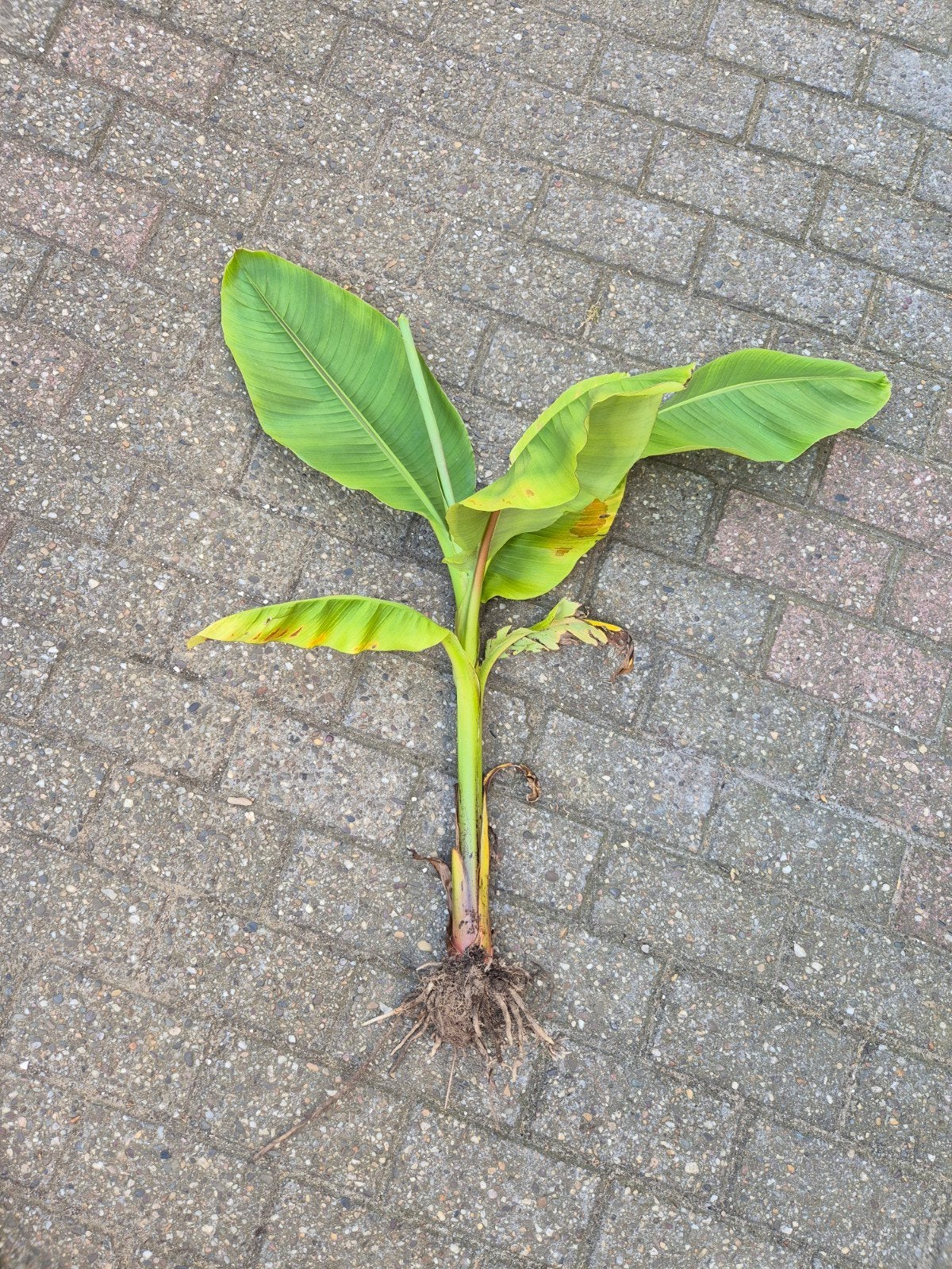 bananenplant, bananenboom, musa basjoo, Ophalen, Overige soorten, Volle zon