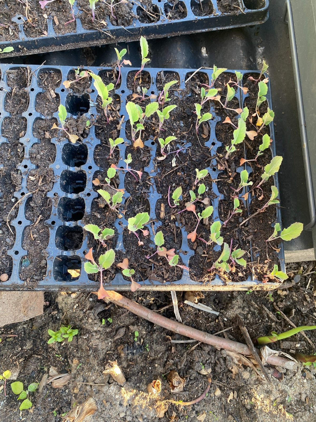 Bloemkool, witte kool en broccoli plantjes moestuin plantjes, Volle zon, Groenteplanten, Eenjarig, Ophalen of Verzenden