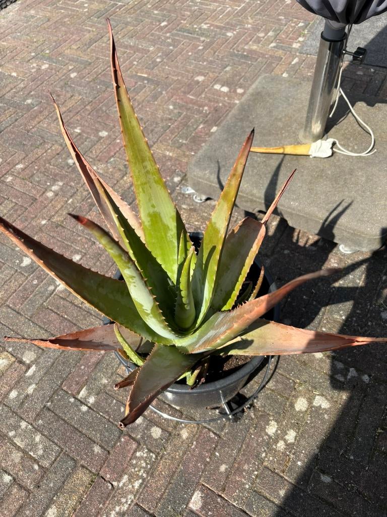 Mooi grote super mooie aloe vera plant, Ophalen, Vaste plant, Overige soorten, Volle zon