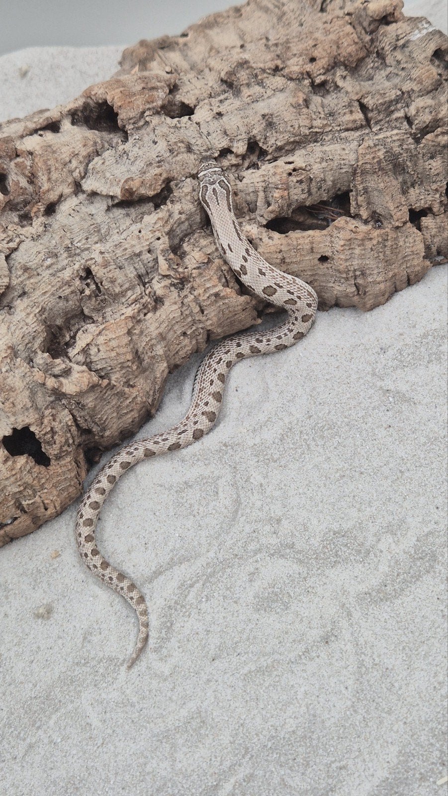 haakneuslang het toffee Hognose Snake photo 5