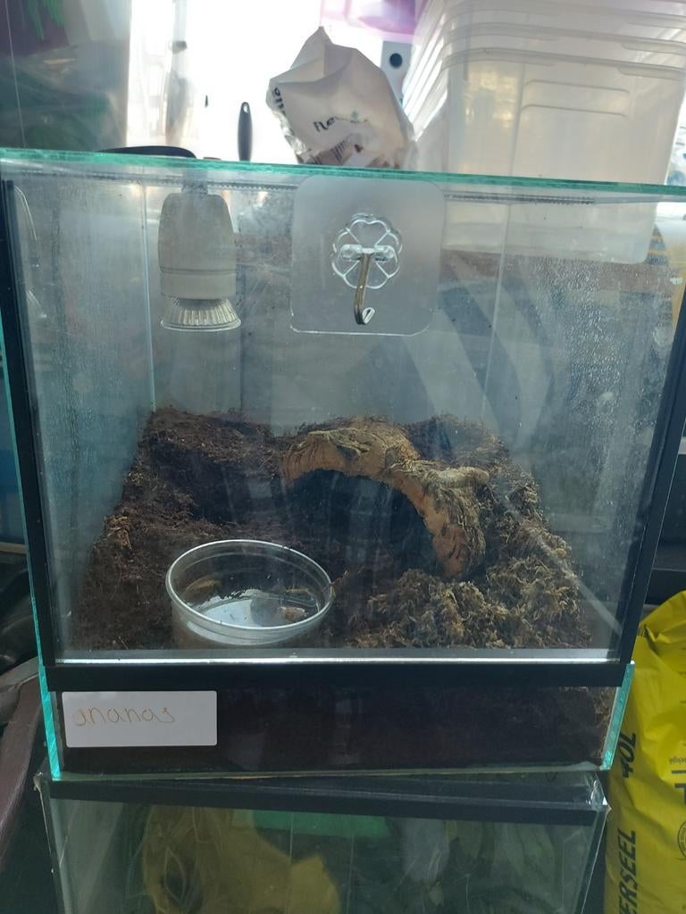 Terraria, Dieren en Toebehoren, Reptielen en Amfibieën | Toebehoren, Ophalen, Gebruikt, Terrarium of Paludarium