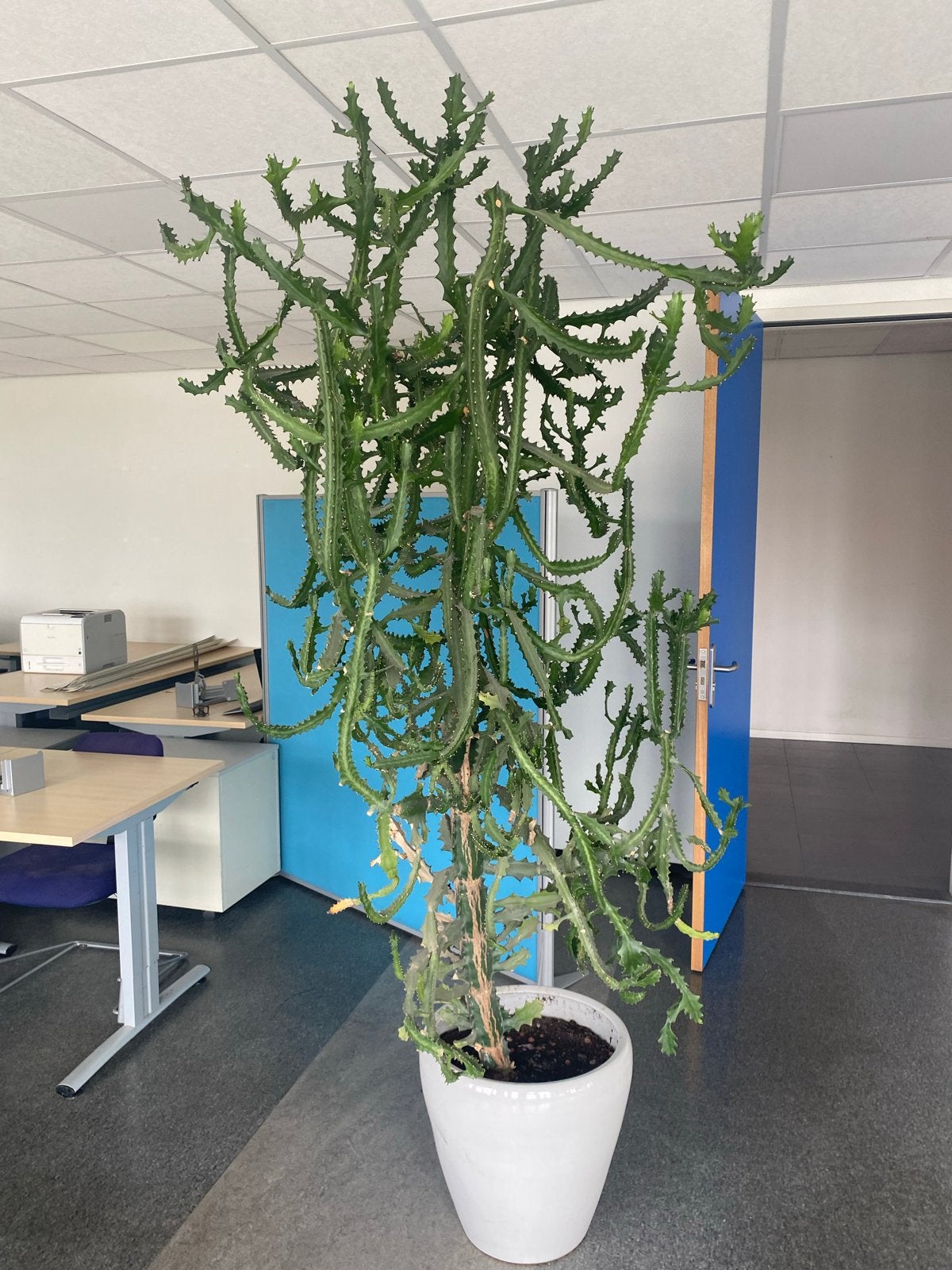 Grote Euphorbia kamerplant, +/- 175 cm hoog met pot, Huis en Inrichting, Ophalen, Vetplant, In pot, 150 tot 200 cm