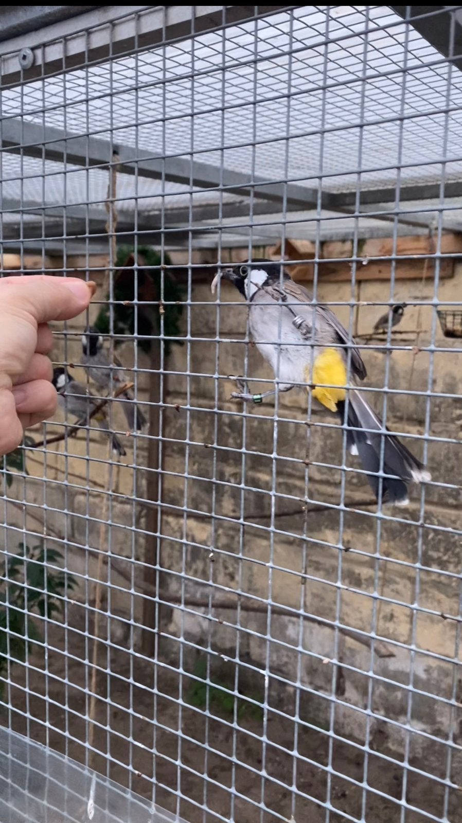 Buulbuul  Split Silver, Dieren en Toebehoren, Geslacht onbekend, Geringd