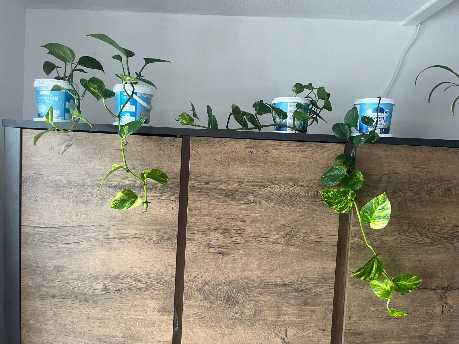 4x grote gezonde Pothos stekken in pot, Ophalen, Overige soorten, Halfschaduw, In pot