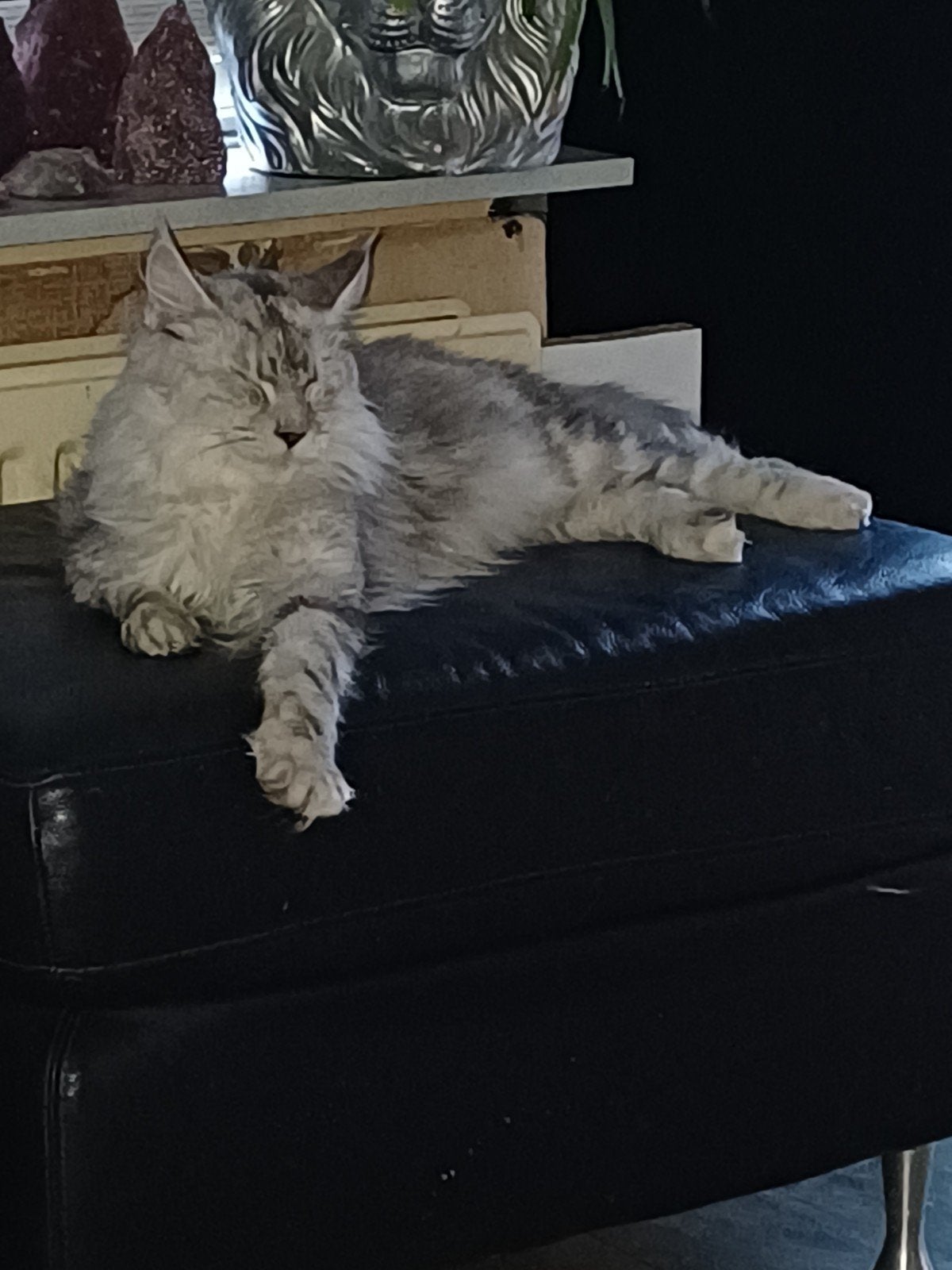 te koop maicoon, Poes, 0 tot 2 jaar