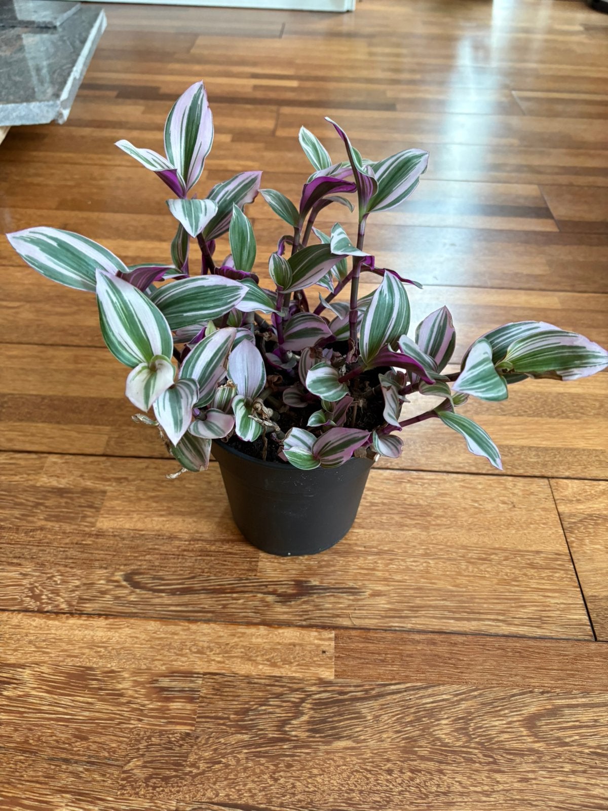 Mooie Tradescantia Nanouk plant, Huis en Inrichting, Ophalen of Verzenden, Halfschaduw, Minder dan 100 cm