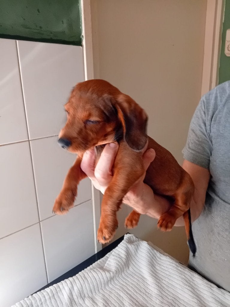 teckel tussen labradooles puppy reutje, Nederland, 8 tot 15 weken, Eén hond, Reu
