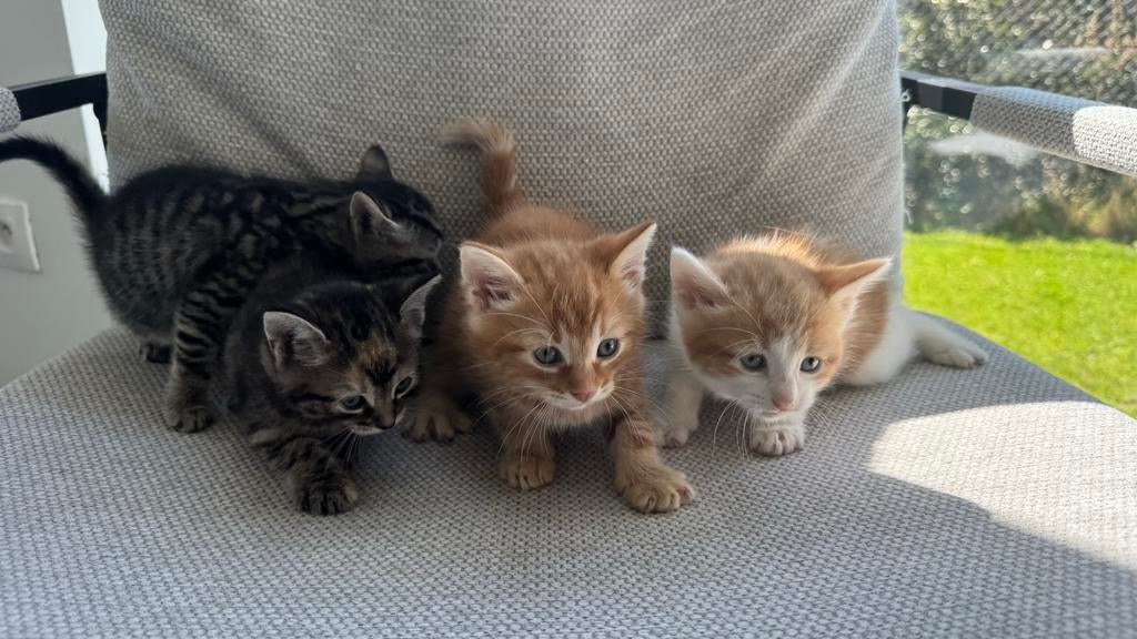 KITTENS TE KOOP!, Dieren en Toebehoren, Katten en Kittens | Overige Katten, Meerdere dieren
