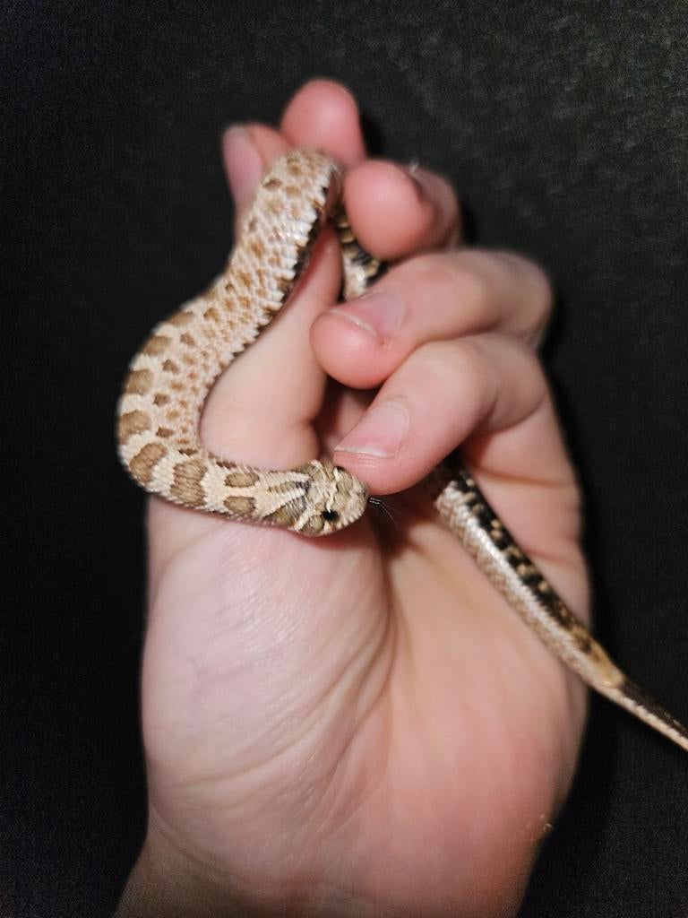 Haakneusslang, Dieren en Toebehoren, Reptielen en Amfibieën, Slang, 0 tot 2 jaar