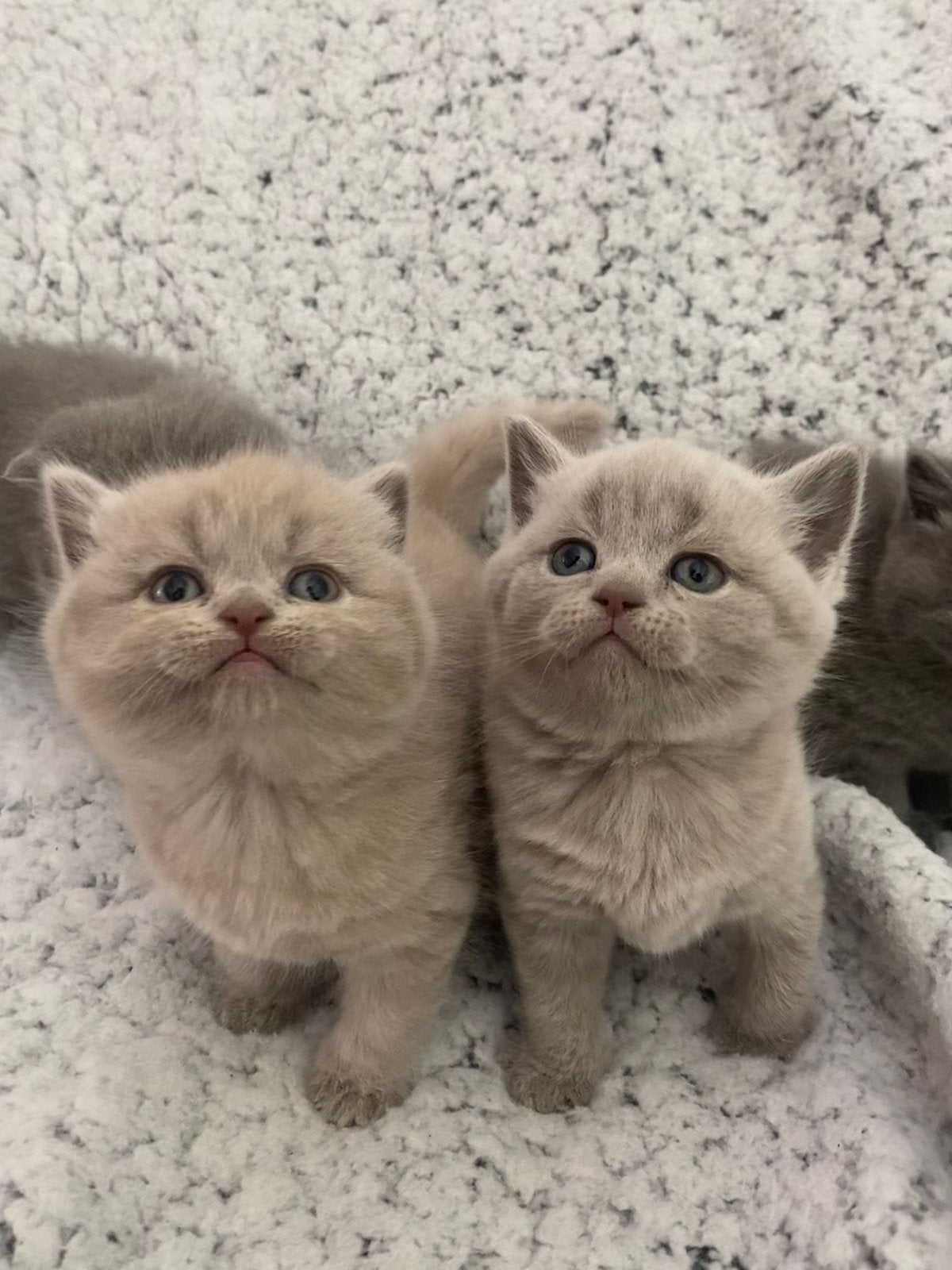 Britse korthaar kittens Raszuiver Lilac, Meerdere dieren, Ontwormd