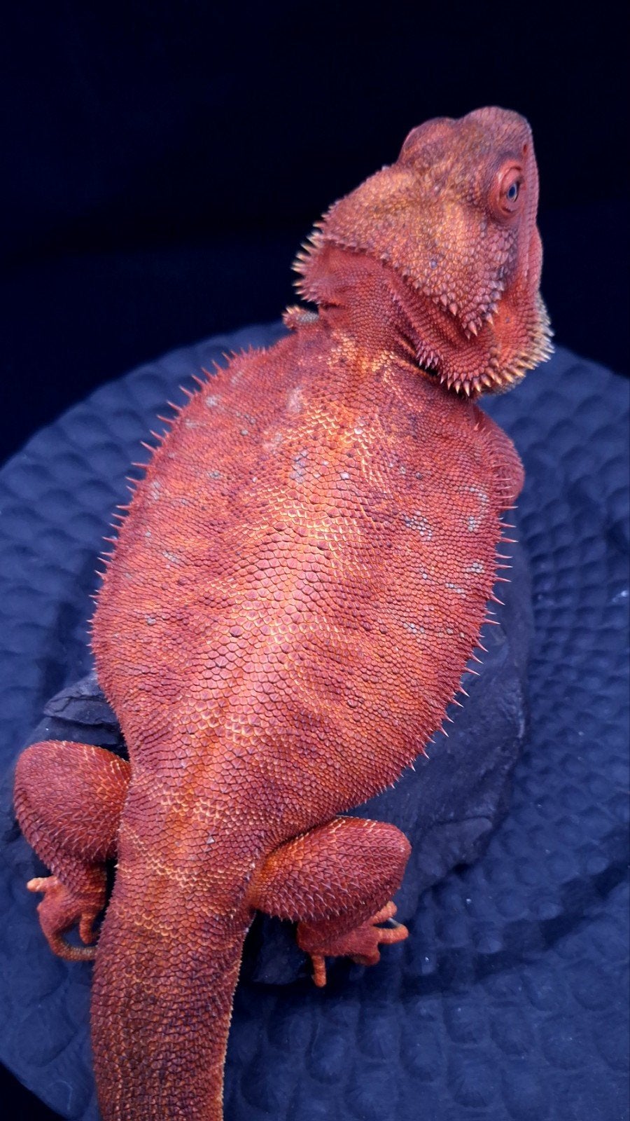 50% Red Monster Blue Tiger Baardagaam Vrouw 4 maanden Bearded Dragon photo 5