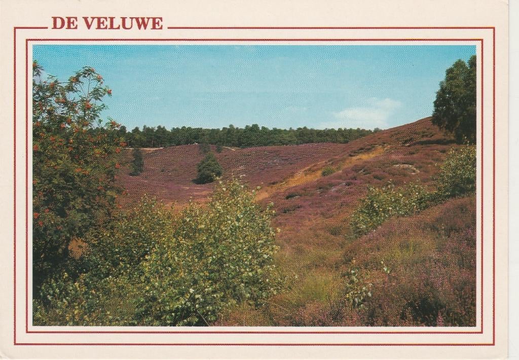 VELUWE Heide, Verzenden, 1980 tot heden, Gelopen, Gelderland