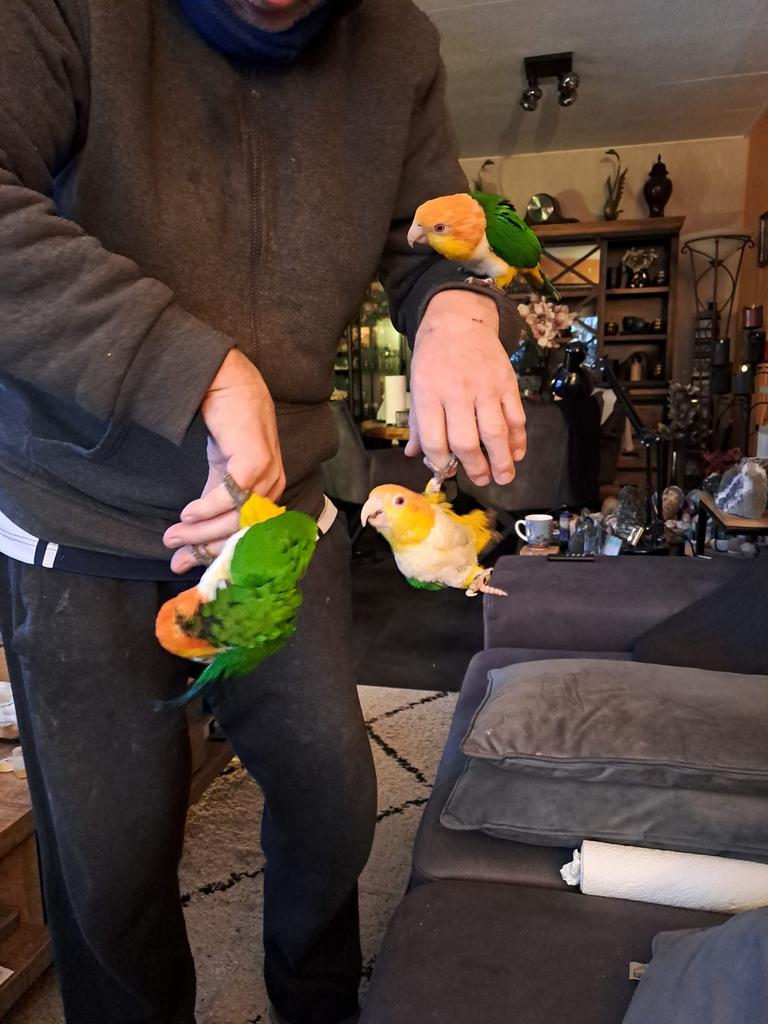 2 koppels Caique’s tam met certificaat, Dieren en Toebehoren, Vogels | Parkieten en Papegaaien, Meerdere dieren, Papegaai, Tam