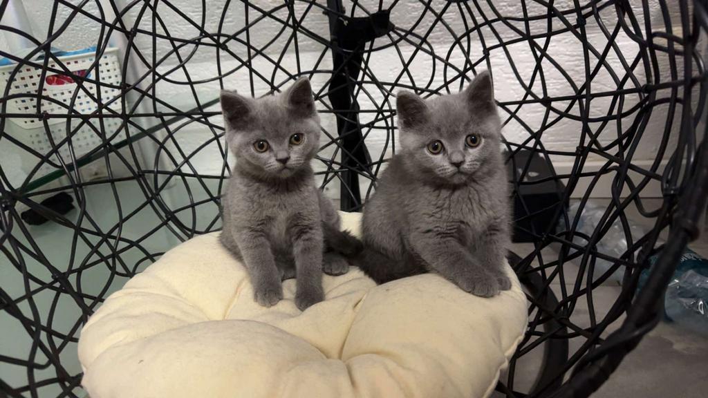 Britse korthaar kitten te koop nieuwe nestje 🐈‍⬛, Dieren en Toebehoren, Katten en Kittens | Raskatten | Korthaar, Poes