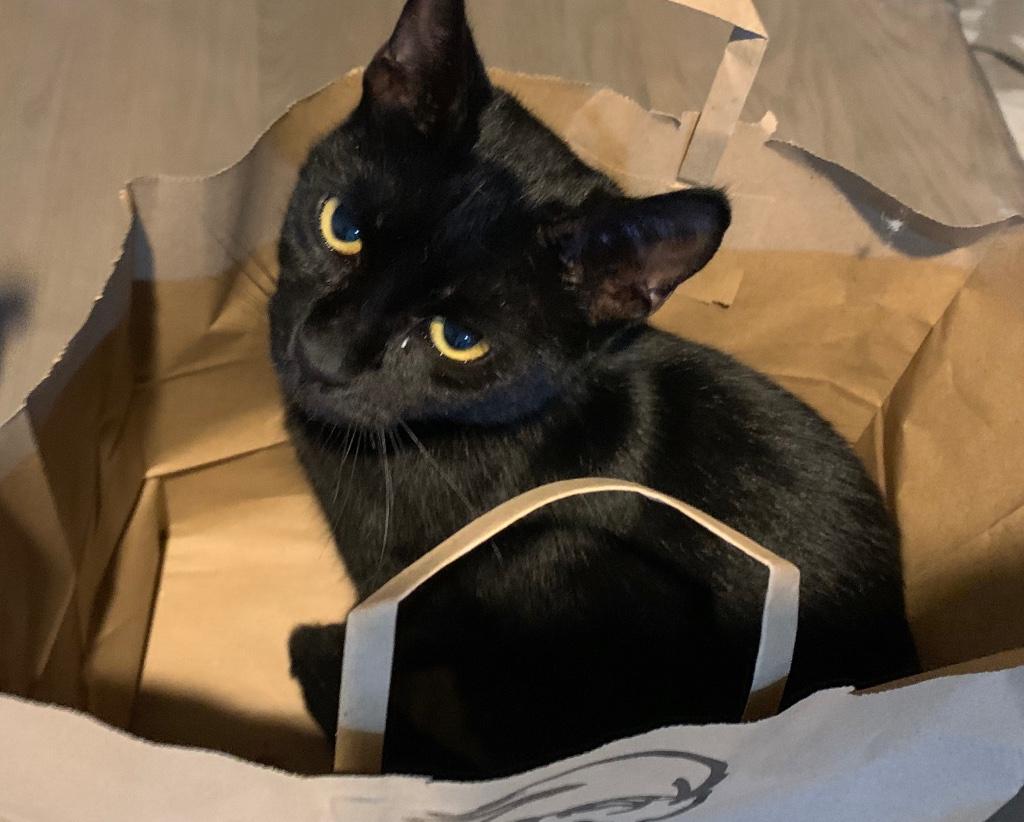 Heel lieve kittens om te knuffelen zwart en rood, Dieren en Toebehoren, Kater, Ontwormd, 0 tot 2 jaar