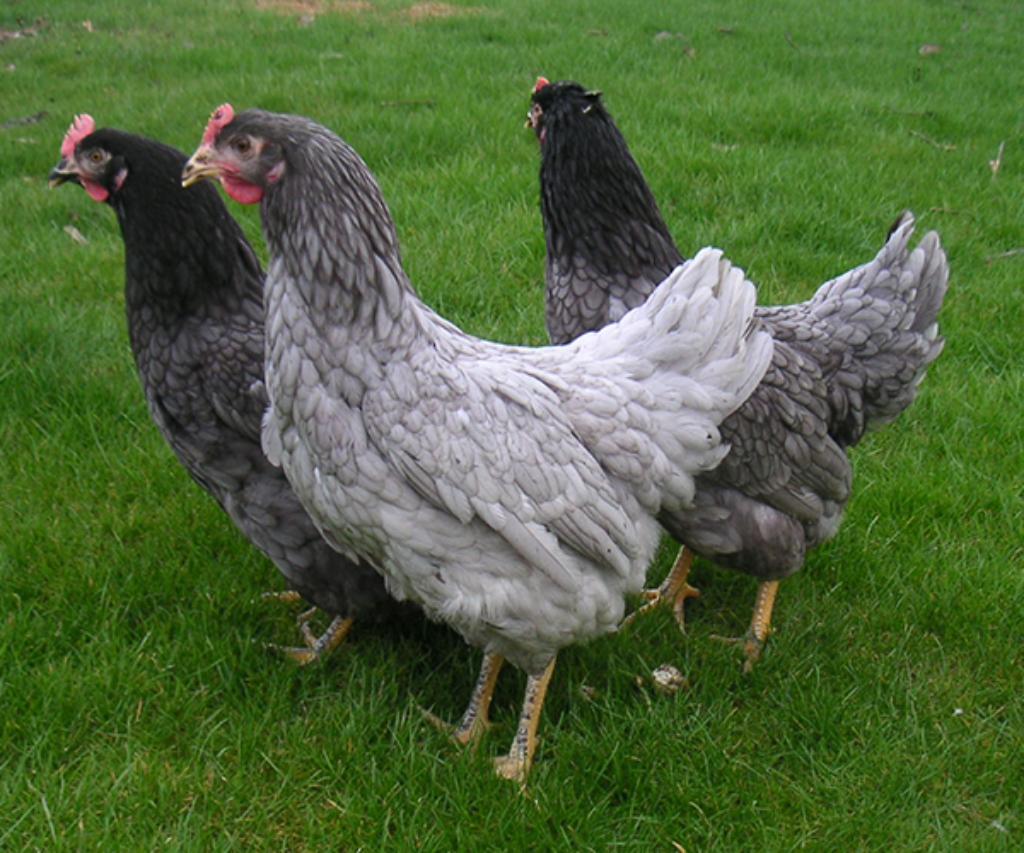 Legkippen krielkippen Isa Sussex Araucana Zijdehoen Marans, Dieren en Toebehoren, Pluimvee, Vrouwelijk, Kip