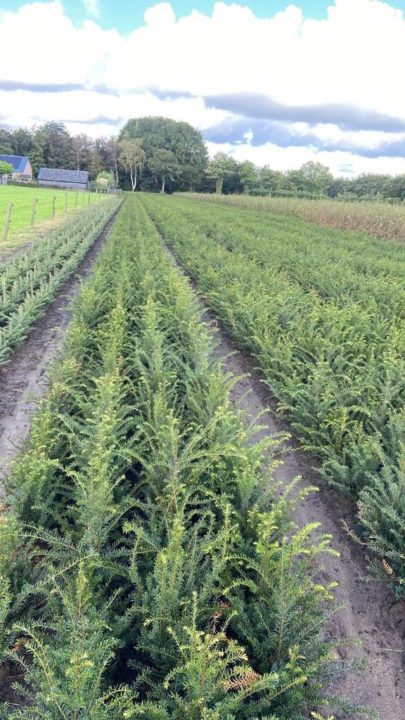 Taxus baccata 20 t/m 50 cm, Tuin en Terras, Planten | Struiken en Hagen, Ophalen, Taxus, Minder dan 100 cm