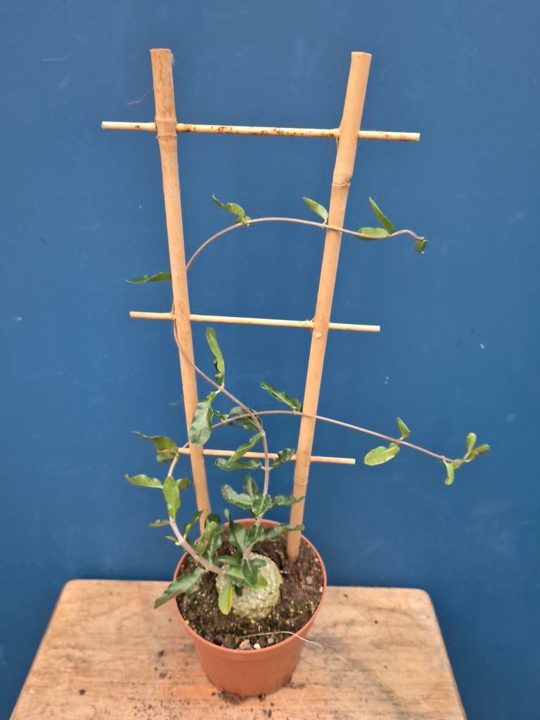 Caudex Fockea Edulis p10 (5)