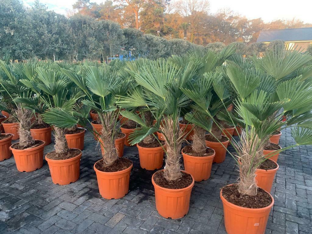 Trachycarpus wagnerianus palmbomen met 40/50 en 50/60 stam, Tuin en Terras, Planten | Bomen, In pot, Halfschaduw, Ophalen of Verzenden