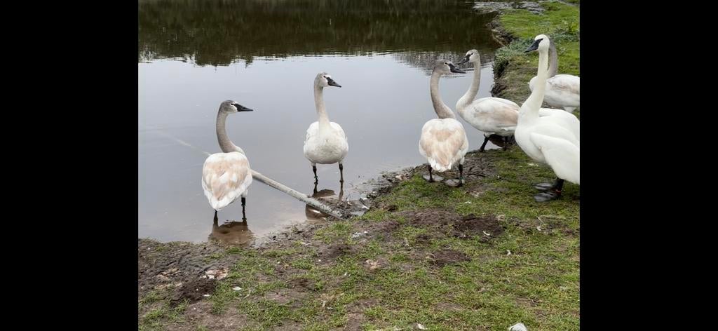 Trompetzwanen, Dieren en Toebehoren, Meerdere dieren