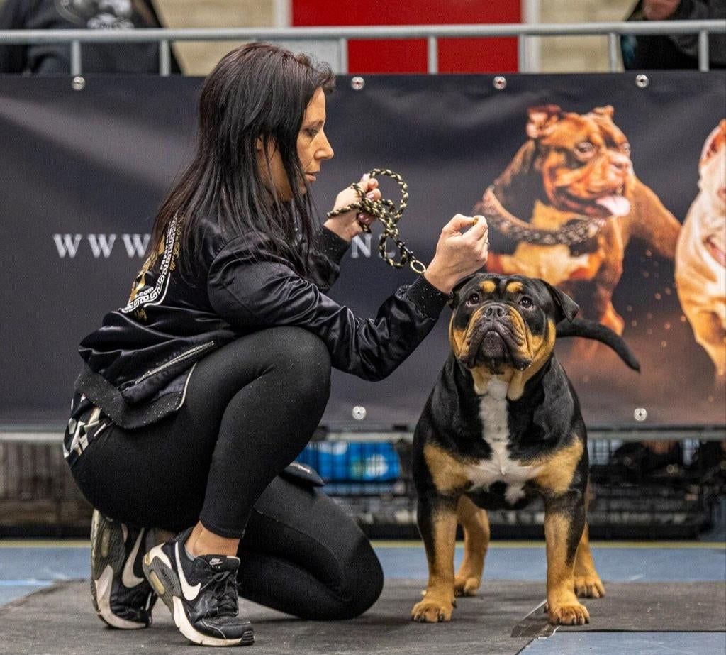 Old english bulldog dekreu, Dieren en Toebehoren, Honden | Bulldogs, Pinschers en Molossers, Bulldog, Meerdere, Meerdere dieren