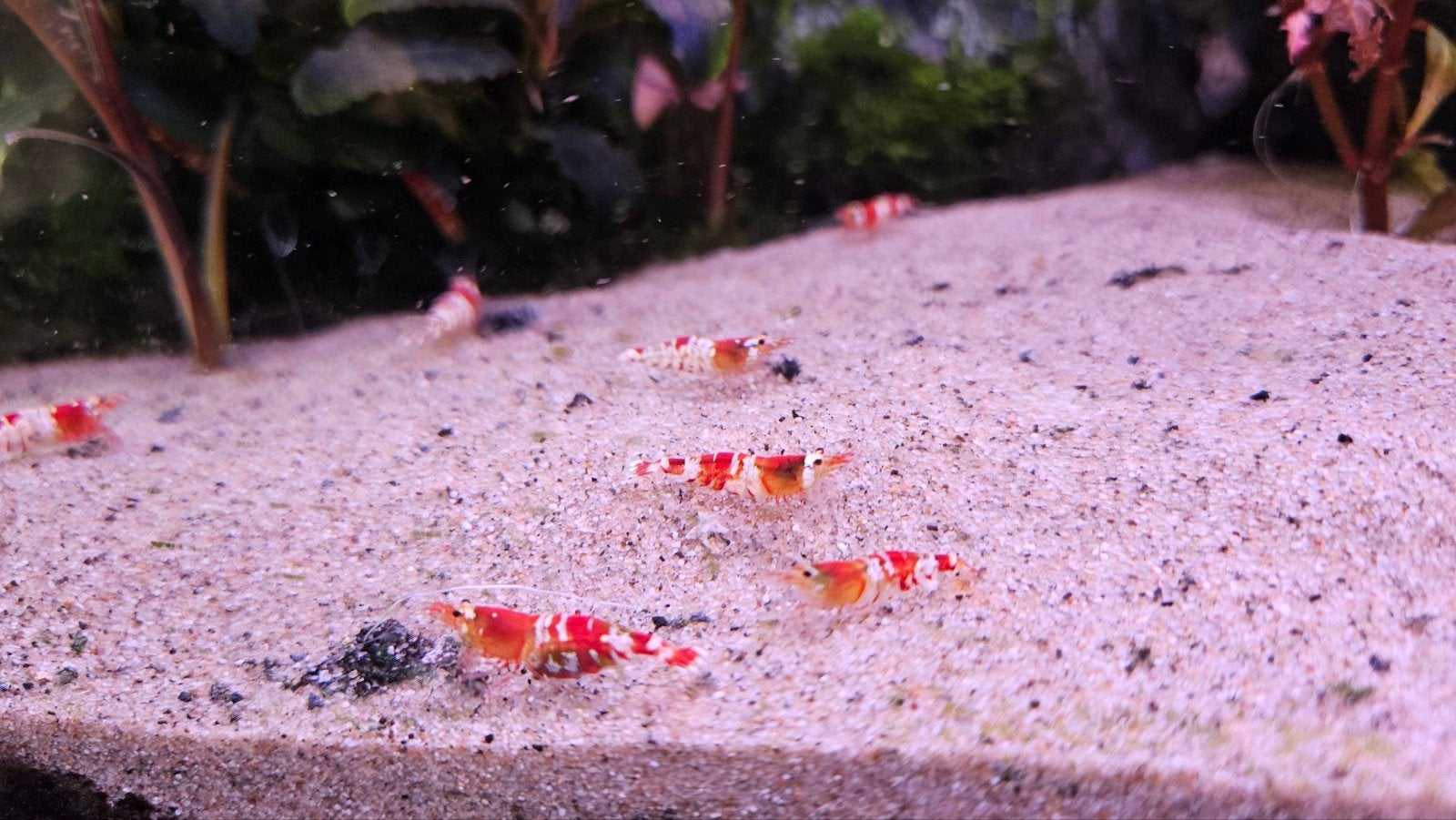Chrystal Red garnalen (10 voor 25 euro), Kreeft, Krab of Garnaal