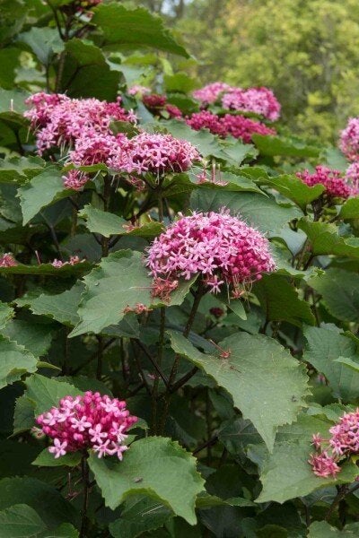 Clerodendrum bungei /kansenboom/Pindakaasstruik te koop, Ophalen, Vaste plant, Overige soorten, Volle zon