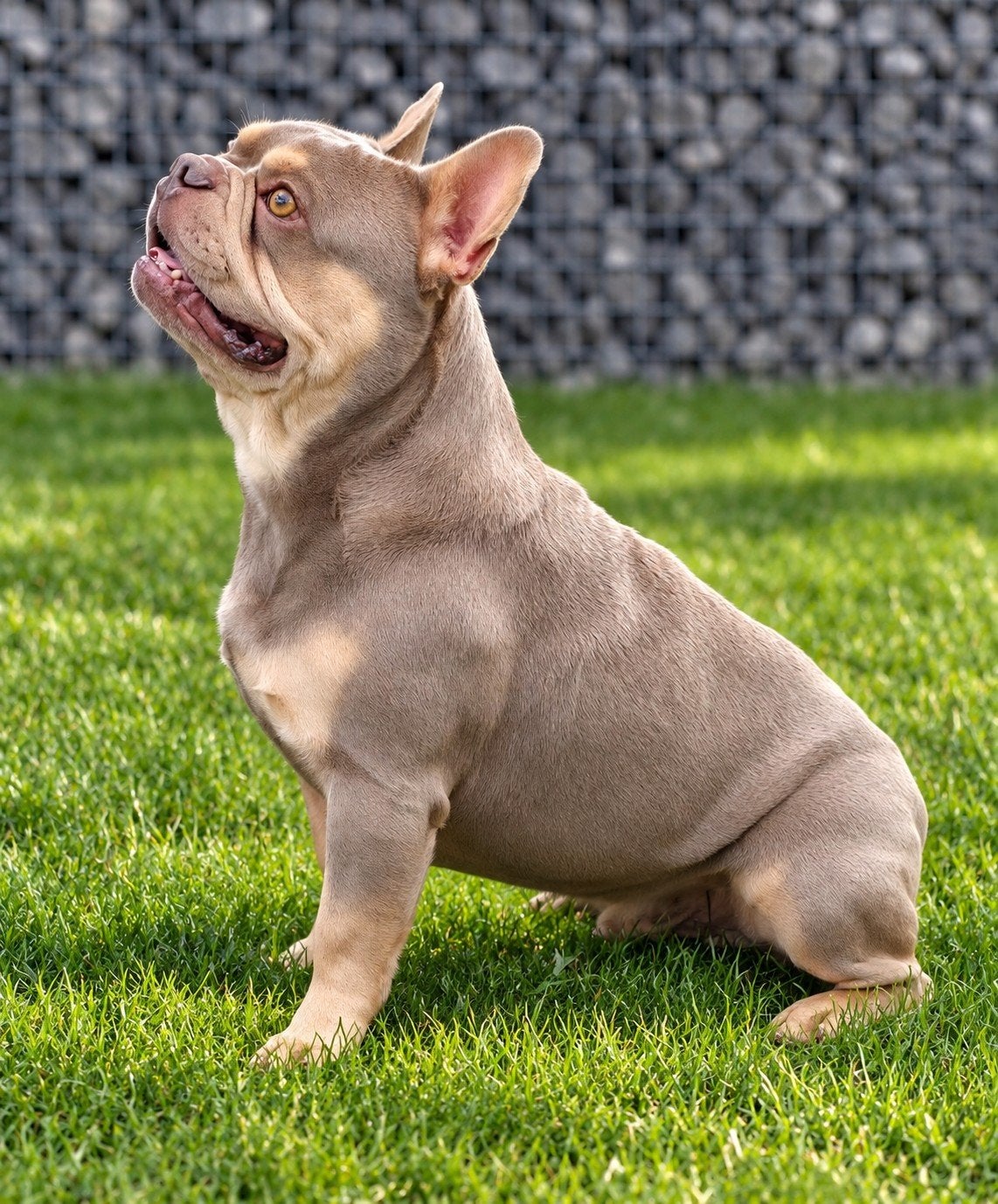 😍 Super gave isabella cherrytan dekreu Junior 😍, Particulier, Reu, Buitenland, Eén hond