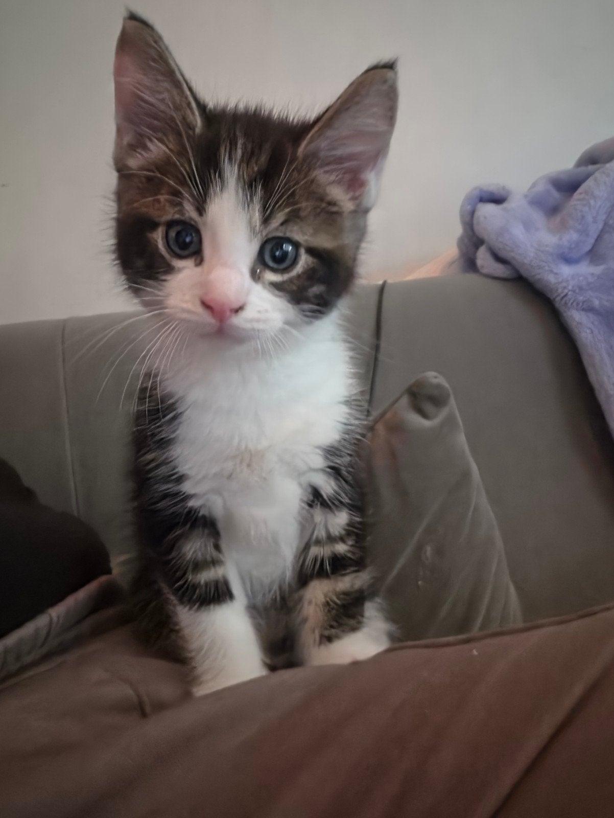 Kruising Maine Coon kittens