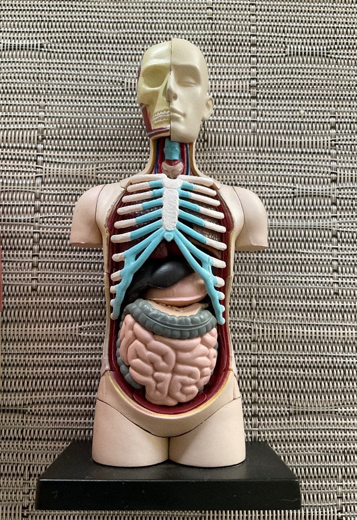 Anatomie model torso met organen, Ophalen, Gebruikt