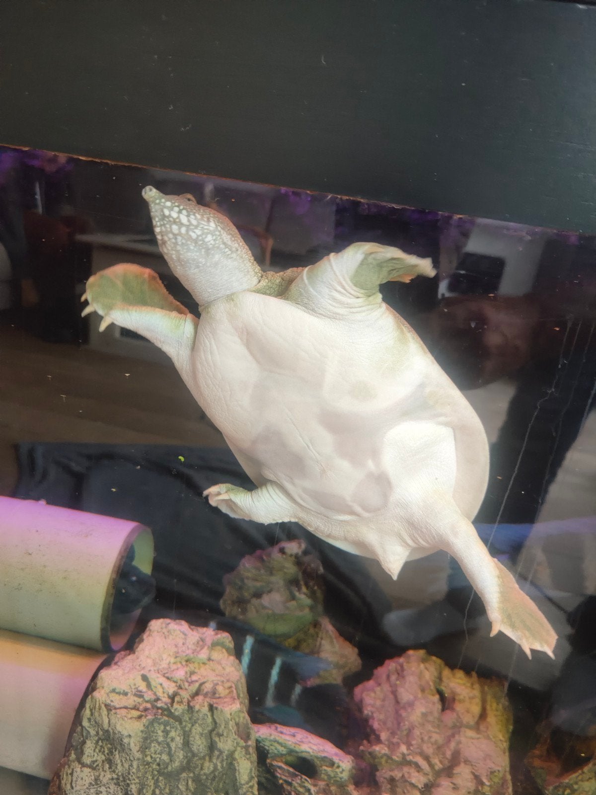 Chinese Softshell Turtle Turtle photo 7
